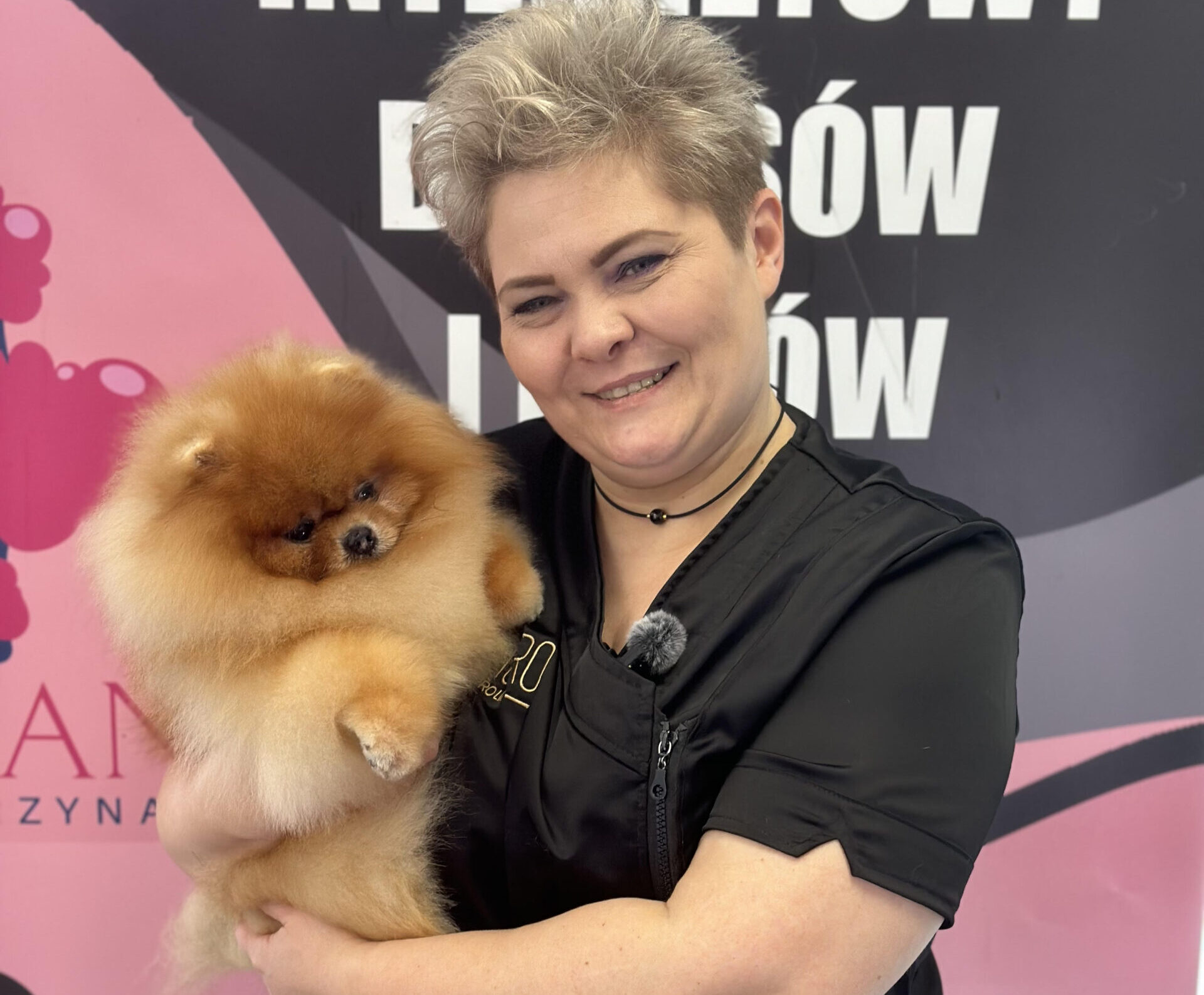 Szpic miniaturowy wystawowo i komercyjnie