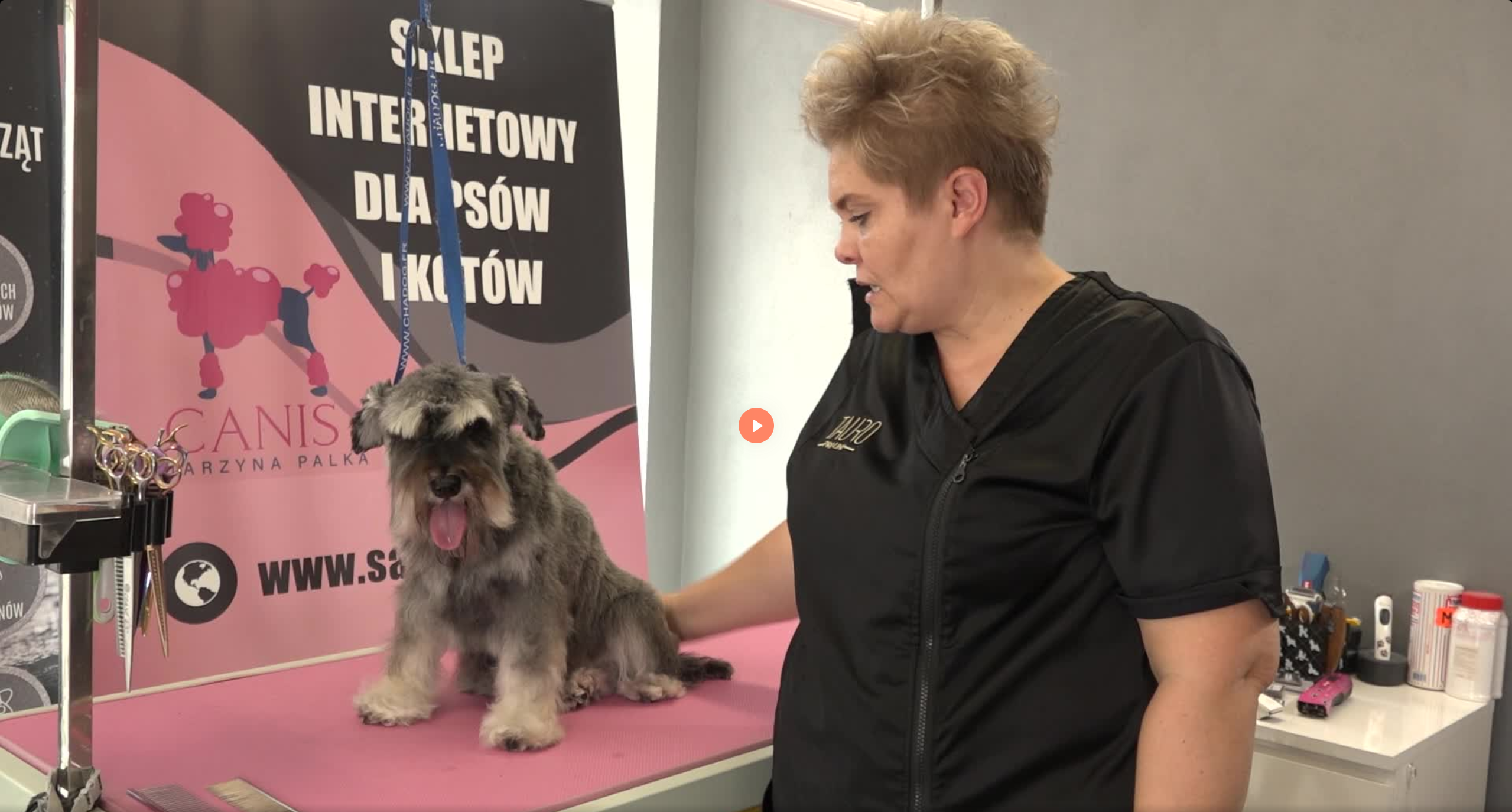 Jak obciąć sznaucera miniaturowego